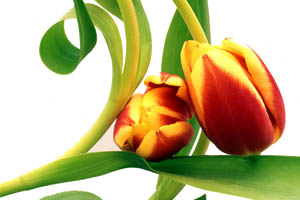 fotokurs blumen farben makrofotografie th�ringen